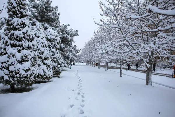 Karda kestane ağaçları ve köknar ağaçları.