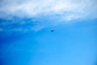 Gökyüzündeki kartal.