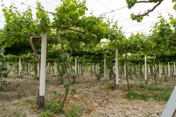 Özbekistan 'da bir üzüm çiftliği