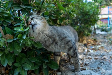 Bitkileri tırmalayan bir kedi.