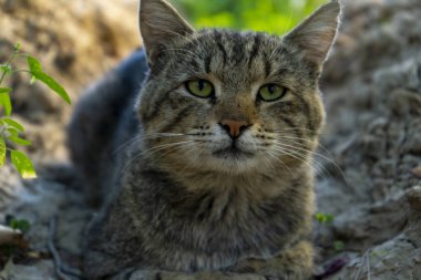 Altın renkli bir kedi.