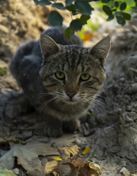 Sokak bahçesinde bir kedi