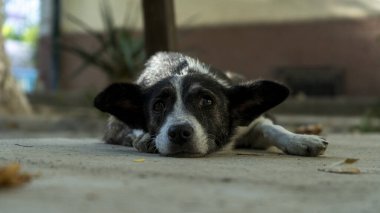 Zavallı bir sokak köpeği bakım bekliyor.