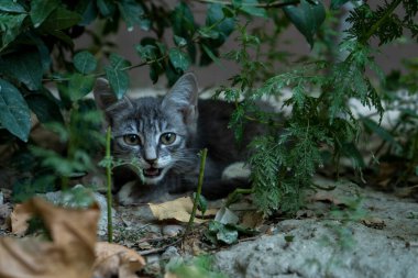 Sokakta kızgın bir kedi