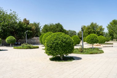 Yaprakları yeşil bir ağaç.