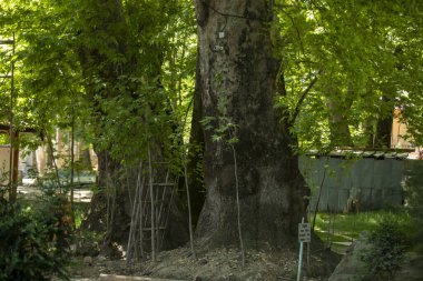 a oldest tree in uzbekistan forest clipart