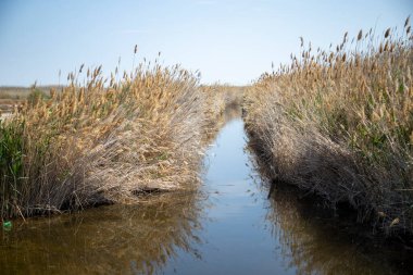 Bir tarlada küçük bir su akıntısı