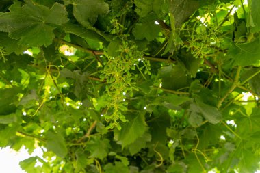 Bebek üzümler oluşmaya başladı.