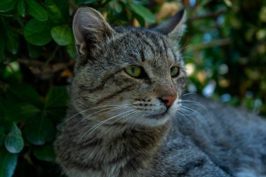 Kedi caddede bir gözlem evresi