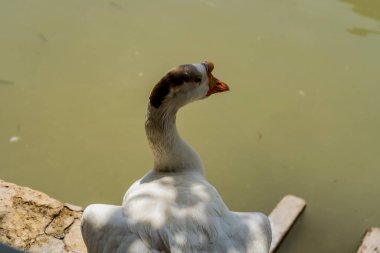 a duck with a sharp beak and teeth clipart