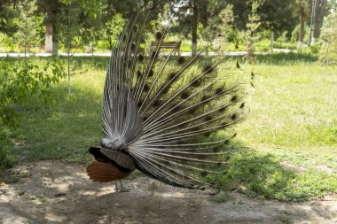 Bir tavus kuşunun kenar görüntüsü 