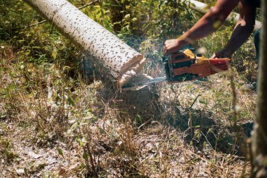 Ağacı keserken düşen bir ağaç.