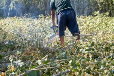 Ormanda devrilmiş büyük bir ağaç grubu.