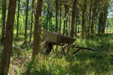 Ormanda paslanmış bir beton taşıyıcısı.