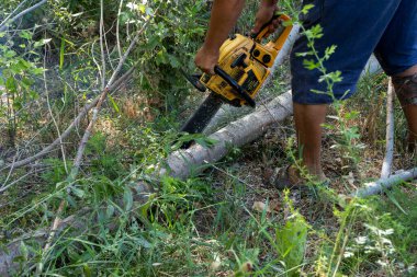 Bir adam sık bir ormanda ağaç kesiyor.