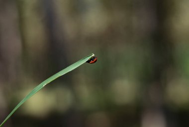 Otların arasında küçük bir uğur böceği