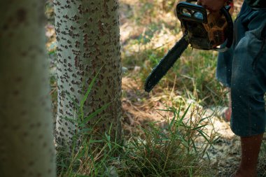 Elektrikli testereler ormandaki odunları kesiyor