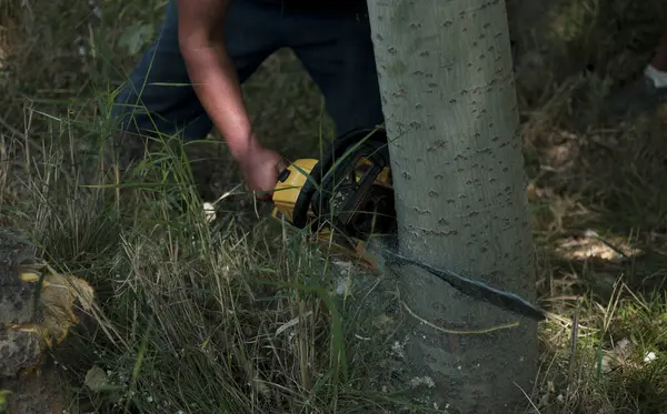 Dağlık alanlarda ormanların tahrip edilmesi süreci