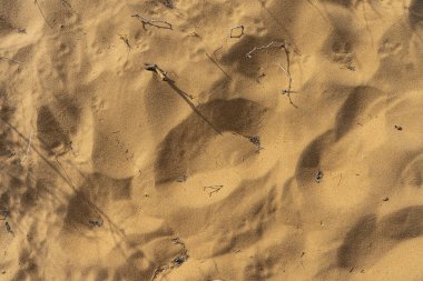 İçinde kuru çubuklar olan bir çöl toprağı.