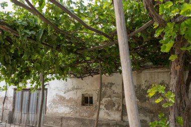 a grape plants grow in a home side in uzbekistan clipart