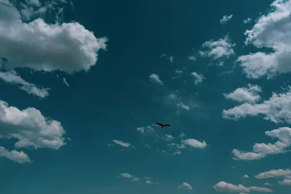 Özbekistan çölünde uçan bir kartal.