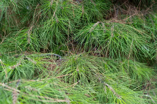 Pinaceae Pinus, Pinoideae familyasından bir kuş türü.