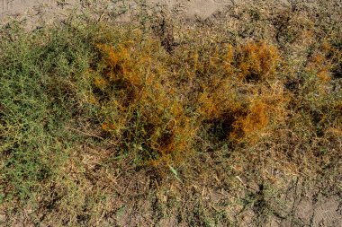 Vahşi çöl keskin otları diyarlarda