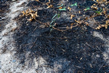 Çöp sahasında kurumuş çimenler.