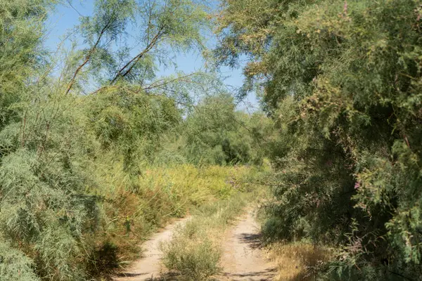 Özbekistan çölünde bir yol ağacı