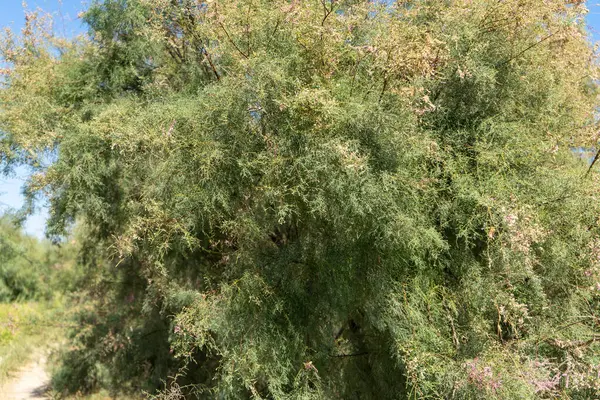 Özbekistan çölünde bir ağaç