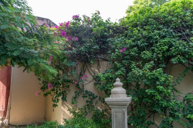 Duvarın üstünde büyüyen güzel pembe çiçekleri olan bir otelin arka tarafında.
