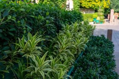 Otelin yan tarafındaki tropik küçük bitkiler.