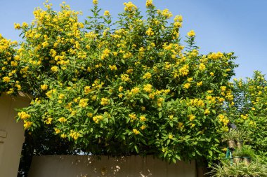 Duvarın kenarında sarı renkli çiçekler büyüyor.