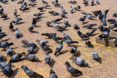 Jaipur 'da güvercin besleme yeri
