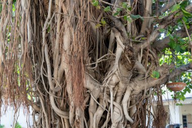 Jaipur şehrinin yanındaki Banyan ağacı.