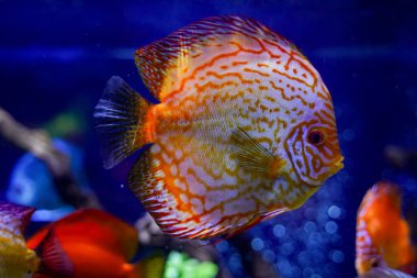 red discus, fish in a aquarium water clipart