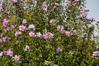 Violet flowers in a small tree plants growing so fast in outdoor light blue sky summer weather Warm temperature