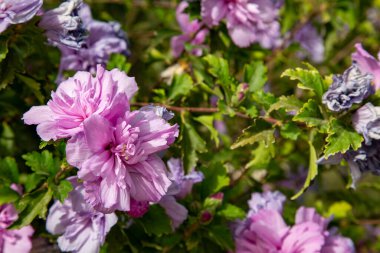 Aşağıdan yukarıya ya da Khiva Özbekistan 'da güzel bir bina manzarası