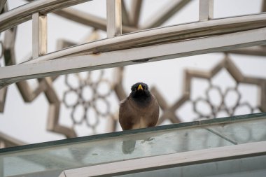 Yaygın Myna, yüksek istilacı tür, agresif kuş, yerli türlerin katili, Hint Myna, kentsel alanlarda yaşıyor, kuşun farklı açılardan güzel bir fotoğrafı..