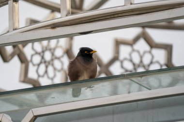 Yaygın Myna, yüksek istilacı tür, agresif kuş, yerli türlerin katili, Hint Myna, kentsel alanlarda yaşıyor, kuşun farklı açılardan güzel bir fotoğrafı..