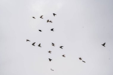 Beyaz arka plan, gökyüzünde uçan güvercin, uçan kuşlar, kolayca ayrılabilir konu, farklı resimlerde kullanılabilir