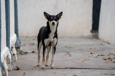 Sokakta bir sokak köpeği garip insanlara bakıyor.