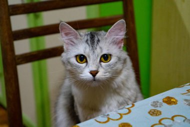 Bir kedi yemek için masaya uzanmaya çalışıyor.