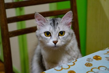 Bir kedi sandalyede yemek bekliyor.