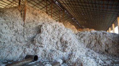 Sektörde büyük bir pamuk yığını