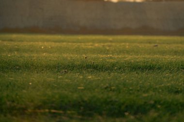 Çimenlerin üzerinde bir sürü örümcek ağı var.