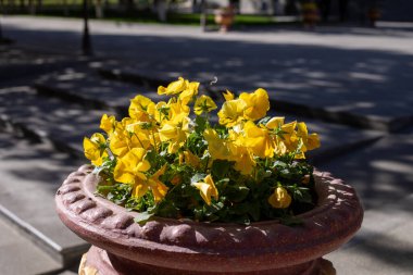 Yeşil saplı güzel sarı renkli çiçekler