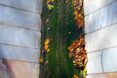 Bir sürü yosun ve sonbahar yapraklı su boşaltma sistemi drenajda.