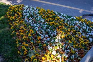Dekoratif tarzda güzel bir renk paleti ve çiçekler.