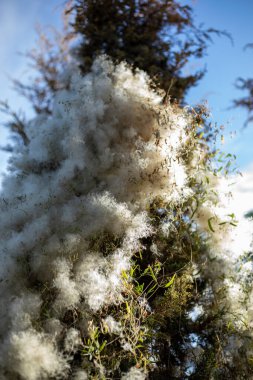 Clematis drummondii, pofuduk beyaz çalılar, sonbahar mevsimi, güneş ışığı yansıması, çok farklı açılar, Teksas bakire çardağı, düğün çiçeği ailesi, ranunculaceae, yaşlı adam sakalı, barba de chivato.